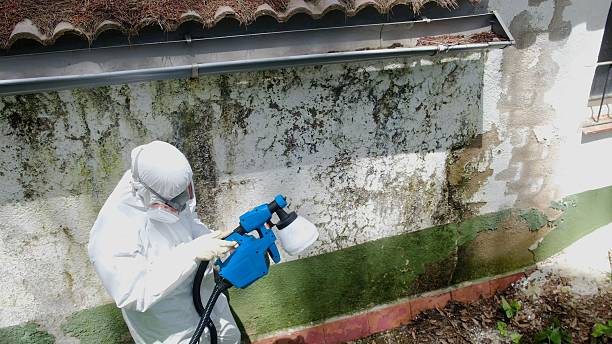 Top rated local Black Mold Remediation specialists in Celina, TN